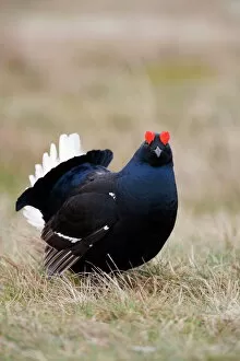 Black grouse (Tetrao tetrix), displaying at Lek, Upper Teesdale, North Pennines Area of Outstanding Natural Beauty