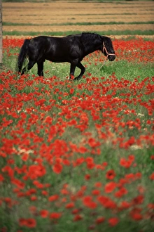 Related Images Gallery: Black horse in field of poppies