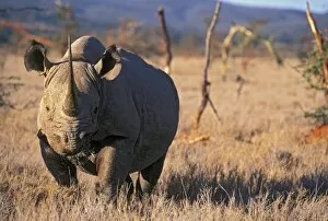 Images Dated 13th June 2008: Black Rhino, East Africa, Africa