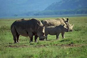 Baby Animal Gallery: Black rhino family