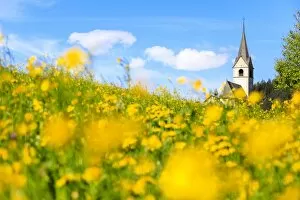 Images Dated 22nd May 2017: Blooming of yellow flowers around the alpine church of Schmitten, District of Albula