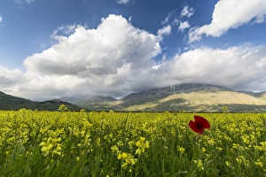 Blooming of yellow flowers and red poppies, Castelluccio di Norcia, Province of Perugia Blooming of yellow flowers and red poppies, Castelluccio di Norcia, Province of Perugia