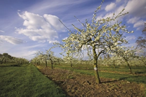 Blossom in the apple orchards in the Vale of Evesham, Worcestershire, England Blossom in the apple orchards in the Vale of Evesham, Worcestershire, England