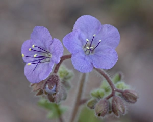 Blue-Eyed Scorpion-Weed (Phacelia distans), Organ Pipe Cactus National Monument Blue-Eyed Scorpion-Weed (Phacelia distans), Organ Pipe Cactus National Monument