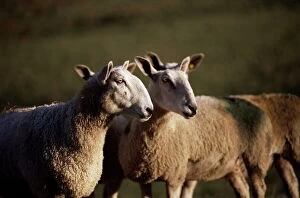 Cumbria Gallery: Blue faced Leicester sheep, Pennines, Eden Valley, Cumbria, England, United Kingdom