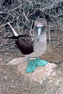 Bird Collection: Blue footed booby