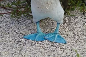 Images Dated 6th May 2012: Blue-footed booby (Sula nebouxii), North Seymour Island, Galapagos Islands, Ecuador, South America