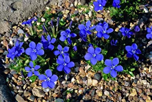 Blue gentian flowers, Gentiana Verna, taken at Wisley, Surrey, England Blue gentian flowers, Gentiana Verna, taken at Wisley, Surrey, England