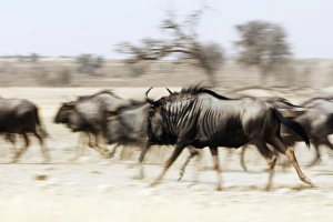 Blue wildebeest (Connochaetes taurinus), Kgalagadi Transfrontier Park, Kalahari Blue wildebeest (Connochaetes taurinus), Kgalagadi Transfrontier Park, Kalahari