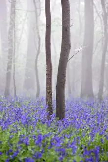 Ethereal Gallery: Bluebell wood in morning mist, Lower Oddington, Cotswolds, Gloucestershire, United Kingdom, Europe