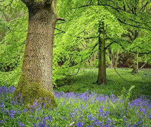 Tree Trunk Collection: Bluebells, Harewood House, near Harrogate, North Yorkshire, Yorkshire, England, United Kingdom
