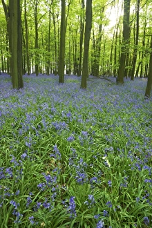 Images Dated 26th April 2011: Bluebells (Hyacinthoides non-scripta) in woods, Ashridge Estate, Hertfordshire