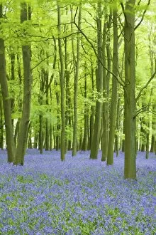 Images Dated 26th April 2011: Bluebells (Hyacinthoides non-scripta) in woods, Ashridge Estate, Hertfordshire
