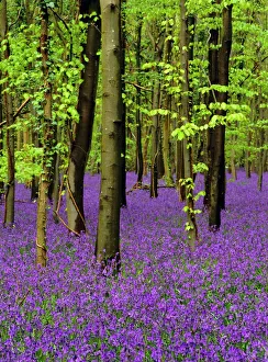 Bluebells (hyacinthoides non-scriptus) in a beech wood (fagus sylvatica) Bluebells (hyacinthoides non-scriptus) in a beech wood (fagus sylvatica)