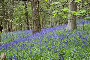 Bluebells in Middleton Woods near Ilkley, West Yorkshire, Yorkshire, England, United Kingdom, Europe