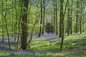 Bluebells in springtime in a classic beech tree setting at College Wood Bluebells in springtime in a classic beech tree setting at College Wood