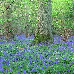 Bluebells in a wood in England, United Kingdom, Europe Bluebells in a wood in England, United Kingdom, Europe