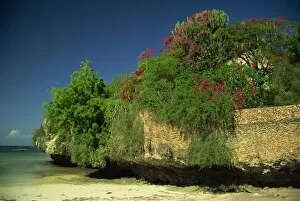 Bougainvillea along wall next to sea