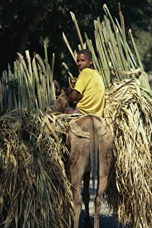 Boy on mule carrying palm branches, Dominican Republic, West Indies, Caribbean Boy on mule carrying palm branches, Dominican Republic, West Indies, Caribbean