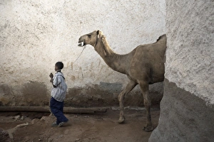 A boy walks his camel through one of the 368 alleyways contained within the city of Harar A boy walks his camel through one of the 368 alleyways contained within the city of Harar