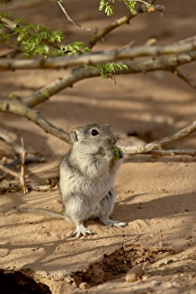 Brants whistling rat (Parotomys brantsii) eating, Kgalagadi Transfrontier Park Brants whistling rat (Parotomys brantsii) eating, Kgalagadi Transfrontier Park