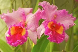 Images Dated 2nd October 2011: Brassolaeliocattleya pink diamond orchid in the Orchid House at Royal Botanic Gardens