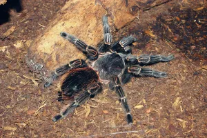 Web of intrigue as giant spider legs it to Australia, The Courier