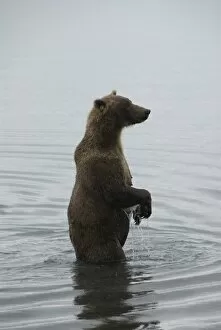 Images Dated 9th April 2006: Brown bear in Brooks River, Brooks Camp, Katmai National Park, Alaska, United States of America