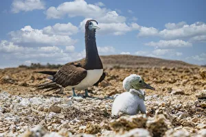 Brown Booby (Sula leucogaster) with its chick, Farasan islands, Kingdom of Saudi Arabia Brown Booby (Sula leucogaster) with its chick, Farasan islands, Kingdom of Saudi Arabia