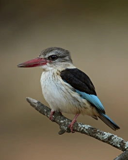 Brown-hooded kingfisher (Halcyon albiventris), Kruger National Park, South Africa, Africa Brown-hooded kingfisher (Halcyon albiventris), Kruger National Park, South Africa, Africa