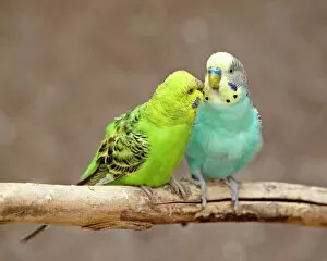 Pair Gallery: Two Budgerigars (common pet parakeet) (shell parakeet) (Melopsittacus undulatus) in captivity