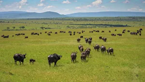 Africa Buffalo Print, Maasai Mara Landscape
