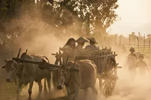 Images Dated 20th March 2010: A bull cart kicks up a cloud of dust on the road to Indawgyi Lake, Kachin State, Myanmar (Burma)