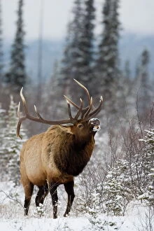 Wilderness Gallery: Bull elk (Cervus canadensis) bugling in the snow, Jasper National Park