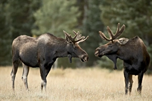 Two bull moose (Alces alces) facing off before play fighting, Roosevelt National Forest Two bull moose (Alces alces) facing off before play fighting, Roosevelt National Forest