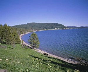 Reindeer Gallery: Bull moose beside Yellowstone Lake