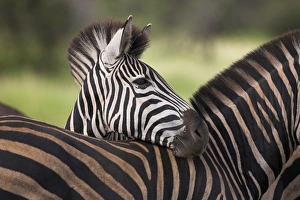 Burchells (plains) zebra (Equus burchelli)