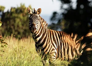 Burchells Plains zebra (Equus quagga), Akagera National Park, Kigali, Rwanda, Africa Burchells Plains zebra (Equus quagga), Akagera National Park, Kigali, Rwanda, Africa