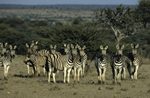 Burchell's Zebra Print