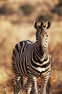 Burchells zebra (Equus burchelli), Mashatu Game Reserve, Botswana, Africa Burchells zebra (Equus burchelli), Mashatu Game Reserve, Botswana, Africa