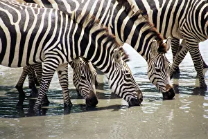 Burchell's Zebra Drinking Print
