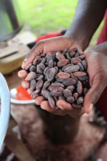 Offering Collection: Cacao (cocoa) beans freshly harvested and ready for making into chocolate, Belize, Central America