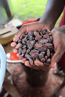 Cacao (cocoa) beans freshly harvested and ready for making into chocolate, Belize Cacao (cocoa) beans freshly harvested and ready for making into chocolate, Belize