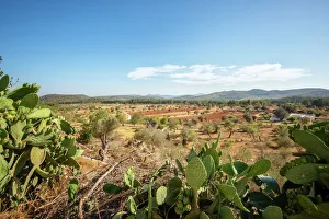 Cacti and Ibiza landscape, Ibiza, Balearic Islands, Spain, Mediterranean, Europe Cacti and Ibiza landscape, Ibiza, Balearic Islands, Spain, Mediterranean, Europe