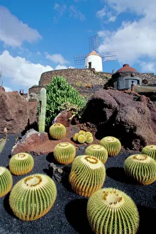 Cacti and windmill at Jardin de los Cactus, Cesar Manriques work of art Cacti and windmill at Jardin de los Cactus, Cesar Manriques work of art