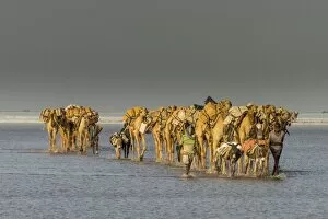Camel caravan walking in the heat through a salt lake, Danakil depression, Ethiopia