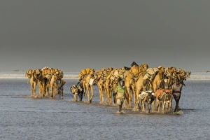 Camel caravan walking in the heat through a salt lake, Danakil depression, Ethiopia Camel caravan walking in the heat through a salt lake, Danakil depression, Ethiopia