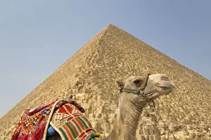 Ancient Egyptian Architecture Gallery: Camel, Cheops (Khufu) Pyramid in background, Great Pyramids of Giza