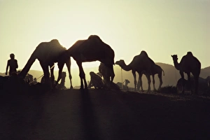 Festivals Gallery: Camel Fair, Pushkar, Rajasthan state, India, Asia