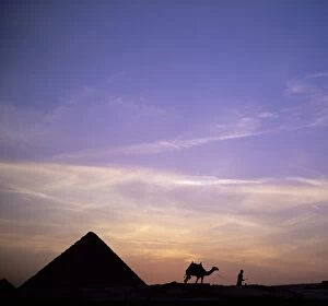 Egyptian Architecture Gallery: Camel and pyramid in silhouette, Giza, near Cairo, Egypt, North Africa, Africa